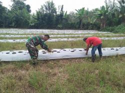 Babinsa Koramil 1710-07/Mapurujaya Setia Dampingi Petani, Guna Wujudkan Program Ketahanan