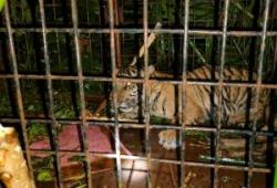 Resahkan Warga Teluk Meranti, Anak Harimau Masuk Box Trap