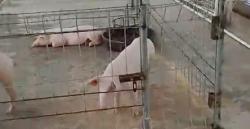 Lurah Zulken Halalkan Kandang Babi Di Kelurahan Agrowisata, Warga Tak Bisa Komplain Karena Ada Penjaga Galak