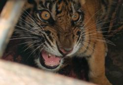 Masuk Box Trap, BKSDA Riau Lepasliarkan Anak Harimau ke Habitatnya