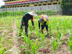 Beri Motivasi, Babinsa Koramil 1710-02/Timika Dampingi Petani Di Wilayah Binaan