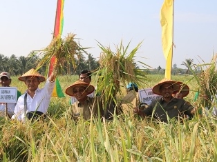 Pelalawan Lahirkan Tiga Varietas Padi Unggul