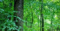 Tanam Pohon Bersama Media Peduli Lingkungan Tergabung Tim Jurnalis Metro Group dan Mandala Foundation