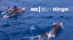 BingX Charity Bermitra Dengan WDC