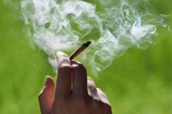 Tak Hisap Ganja Tapi Positif, Kok Bisa? Ini Penjelasannya