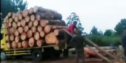 Miftachur Robani; Lindungi Hutan untuk Indonesia