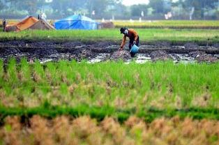 Kejari Pelalawan Tetapkan Dua Tersangka Korupsi Cetak Sawah