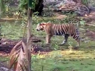 Harimau Ini Nyaris Mangsa Dua Warga Pelangiran