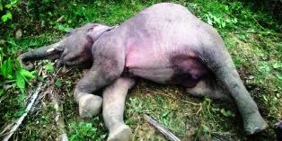 PT Bumi Flora Aceh Timur Diduga Otak Pelaku Pembunuh Gajah